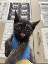 Shelter Stray Female Cat last seen Near BLOCK EVENING STORM CT, NORTH LAS VEGAS NV 89030, Las Vegas, NV 89101