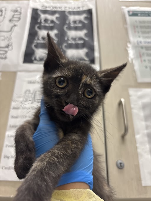 Shelter Stray Female Cat last seen Near BLOCK EVENING STORM CT, NORTH LAS VEGAS NV 89030, Las Vegas, NV 89101