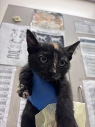 Shelter Stray Female Cat last seen Near BLOCK EVENING STORM CT, NORTH LAS VEGAS NV 89030, Las Vegas, NV 89101