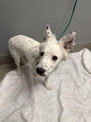 Shelter Stray Female Dog last seen S PECOS RD & E DESERT INN RD, Las Vegas, NV 89101