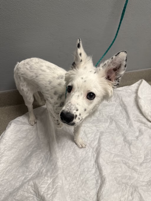 Shelter Stray Female Dog last seen S PECOS RD & E DESERT INN RD, Las Vegas, NV 89101