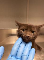 Shelter Stray Male Cat last seen Near BLOCK OF WENDY LN, Las Vegas, NV 89101