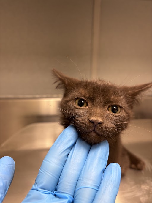Shelter Stray Male Cat last seen Near BLOCK OF WENDY LN, Las Vegas, NV 89101