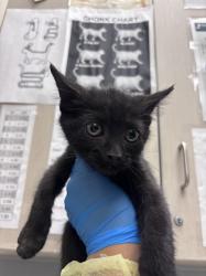 Shelter Stray Male Cat last seen Near BLOCK OF WENDY LN, Las Vegas, NV 89101