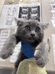 Shelter Stray Female Cat last seen Near BLOCK OF WENDY LN, Las Vegas, NV 89101