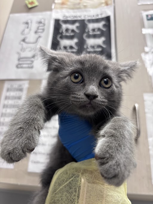 Shelter Stray Female Cat last seen Near BLOCK OF WENDY LN, Las Vegas, NV 89101