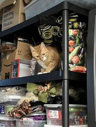 Reunited Female Cat last seen Near Pusey Mill Rd, Cochranville, PA 19330