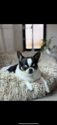 Lost Male Dog last seen Virginia between Stewart and Yorkshire, Santa Monica, CA 90404
