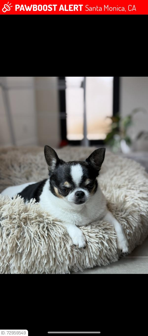 Lost Male Dog last seen Virginia between Stewart and Yorkshire, Santa Monica, CA 90404
