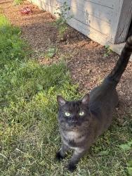 Found/Stray Male Cat last seen Diamond/Capen, Grand Rapids, MI 49505