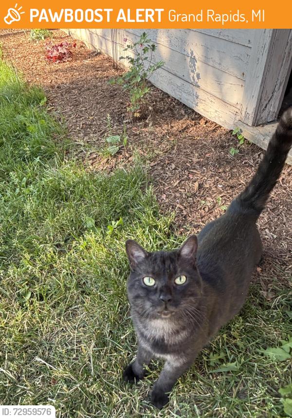 Found/Stray Male Cat last seen Diamond/Capen, Grand Rapids, MI 49505