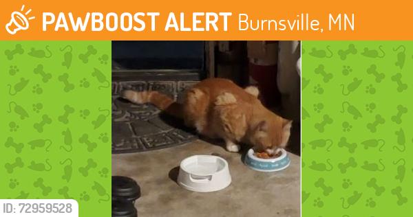 Found/Stray Male Cat last seen Crystal Lake Rd and SouthCross, Burnsville, MN 55306