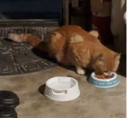 Found/Stray Male Cat last seen Crystal Lake Rd and SouthCross, Burnsville, MN 55306
