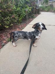 Found/Stray Female Dog last seen Almond road and almond trail, Marion County, FL 34472