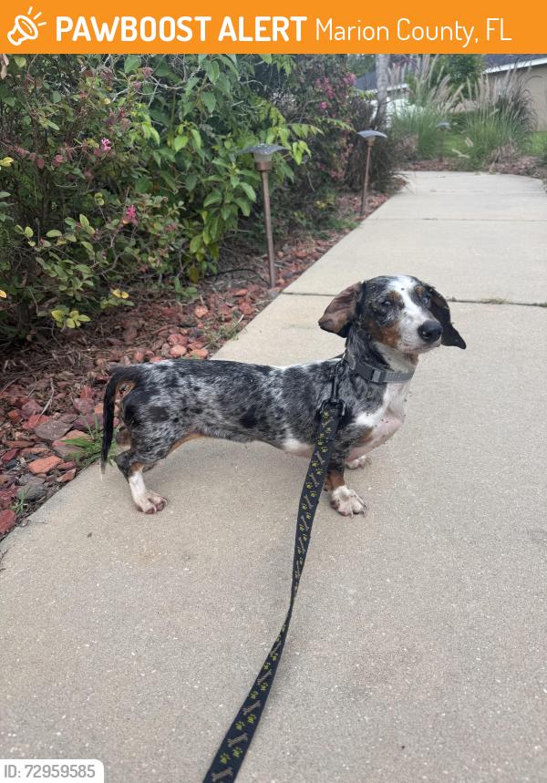 Found/Stray Female Dog last seen Almond road and almond trail, Marion County, FL 34472