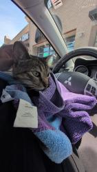 Reunited Male Cat last seen Villages at McCullers walk , Raleigh, NC 27603