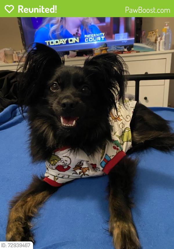 Reunited Female Dog last seen Howard and kennedy, Tampa, FL 33606