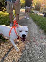 Found/Stray Male Dog last seen Suterland and Kircaldy, Cary, NC 27511