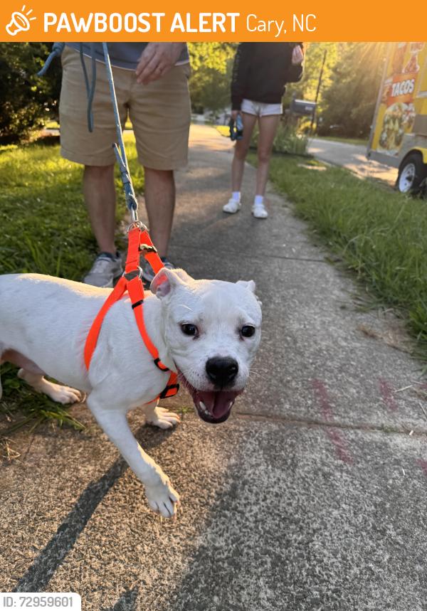 Found/Stray Male Dog last seen Suterland and Kircaldy, Cary, NC 27511