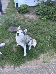 Found/Stray Female Dog last seen Southside of Winston near main st, Winston-Salem, NC 27108