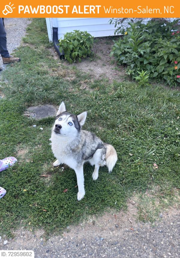 Found/Stray Female Dog last seen Southside of Winston near main st, Winston-Salem, NC 27108