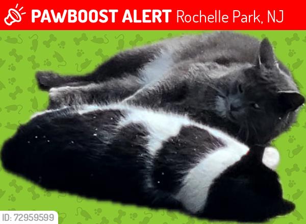 Lost Unknown Cat last seen Grove Ave rochelle park, Rochelle Park, NJ 07662