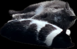 Lost Unknown Cat last seen Grove Ave rochelle park, Rochelle Park, NJ 07662