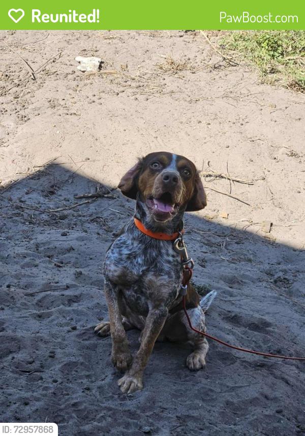 Reunited Male Dog last seen Corner of Emerson Dr & Chair Rd, Wrightsboro, NC 28429