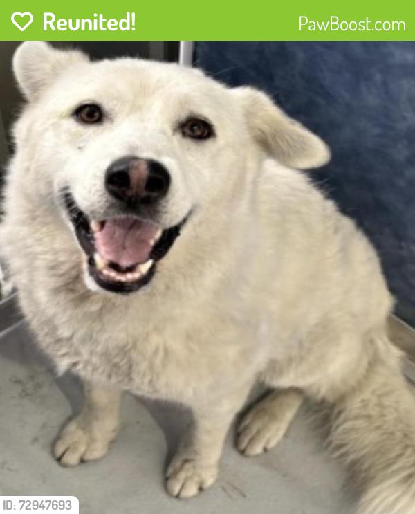 Reunited Female Dog last seen Buckingham, Richardson, TX 75081, USA, Richardson, TX 75081
