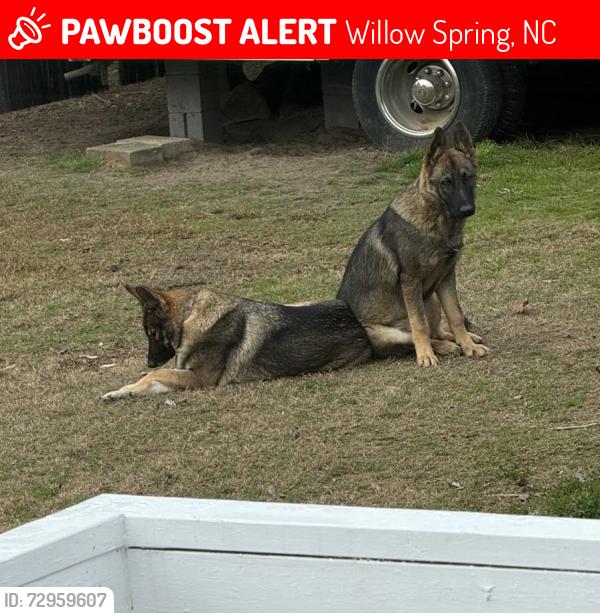 Lost Female Dog last seen Sanders rd willow spring, Willow Spring, NC 27592
