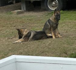 Lost Female Dog last seen Sanders rd willow spring, Willow Spring, NC 27592