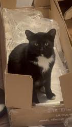 Reunited Female Cat last seen Dubois & Ogden, Brookfield, IL 60513