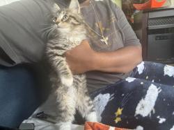 Found/Stray Male Cat last seen South Carolina spring park rd Marietta , Greenville County, SC 29661