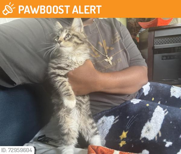 Found/Stray Male Cat last seen South Carolina spring park rd Marietta , Greenville County, SC 29661