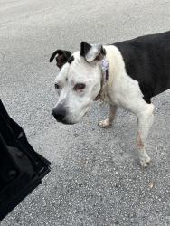 Found/Stray Female Dog last seen Corner of 8th ave and 16th st , Boca Raton, FL 33486