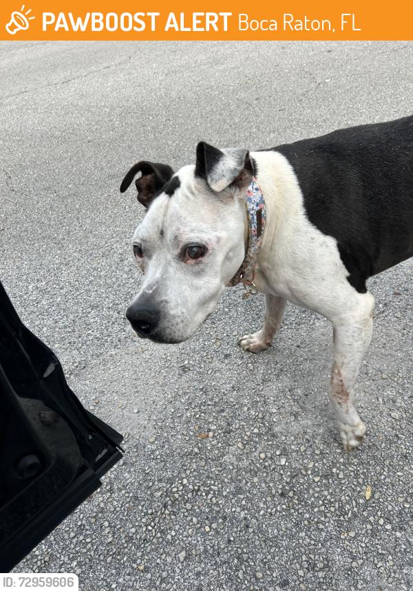 Found/Stray Female Dog last seen Corner of 8th ave and 16th st , Boca Raton, FL 33486