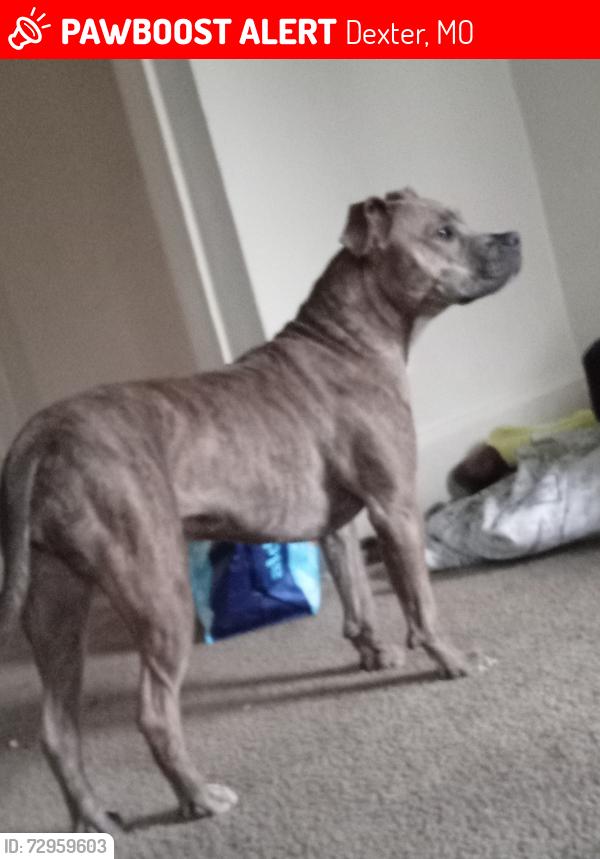 Lost Female Dog last seen Dexter sturtevant Waverly Linwood, Dexter, MO 63841