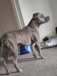 Lost Female Dog last seen Dexter sturtevant Waverly Linwood, Dexter, MO 63841