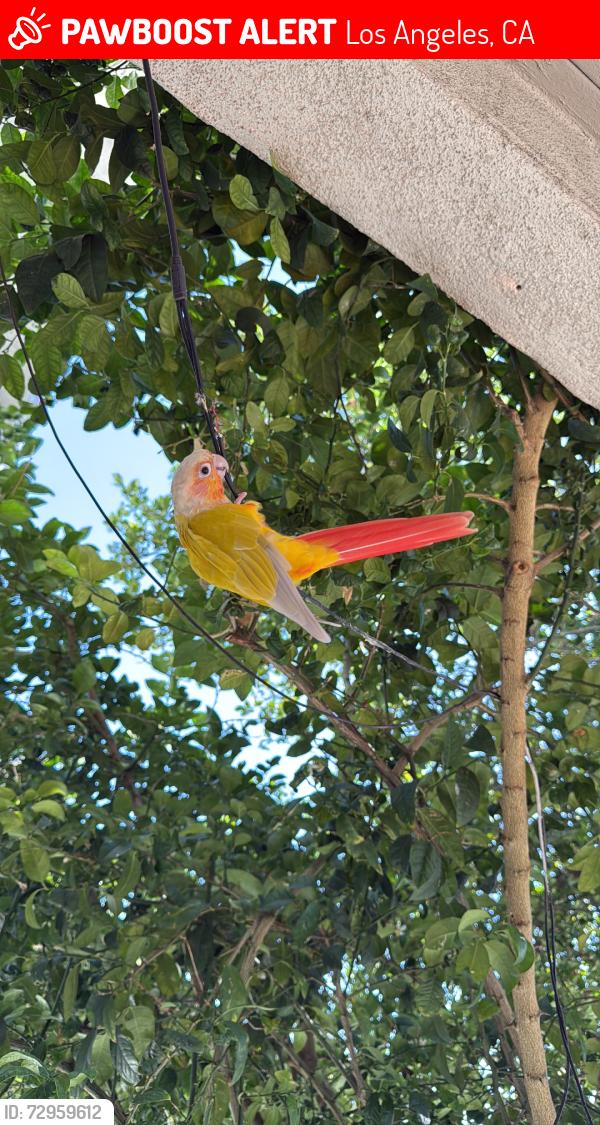 Lost Male Bird last seen Percy st, Los Angeles, CA 90023