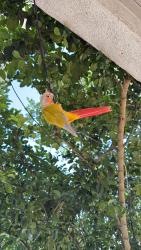 Lost Male Bird last seen Percy st, Los Angeles, CA 90023