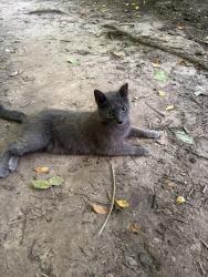 Found/Stray Unknown Cat last seen Halfway through the Newfields trails by the water , Indianapolis, IN 46208