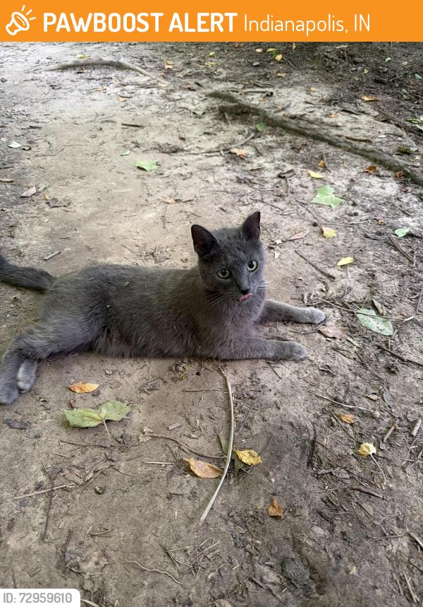 Found/Stray Unknown Cat last seen Halfway through the Newfields trails by the water , Indianapolis, IN 46208