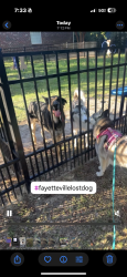 Reunited Male Dog last seen Cliffdale Road, Fayetteville, NC 28314