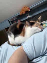 Reunited Female Cat last seen Beacon St and Willard St, Lowell, MA 01850