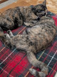 Lost Female Cat last seen Oakbridge Ave NW and Brookstone (near Portage Ave and Frank Rd intersection)), Canton, OH 44720