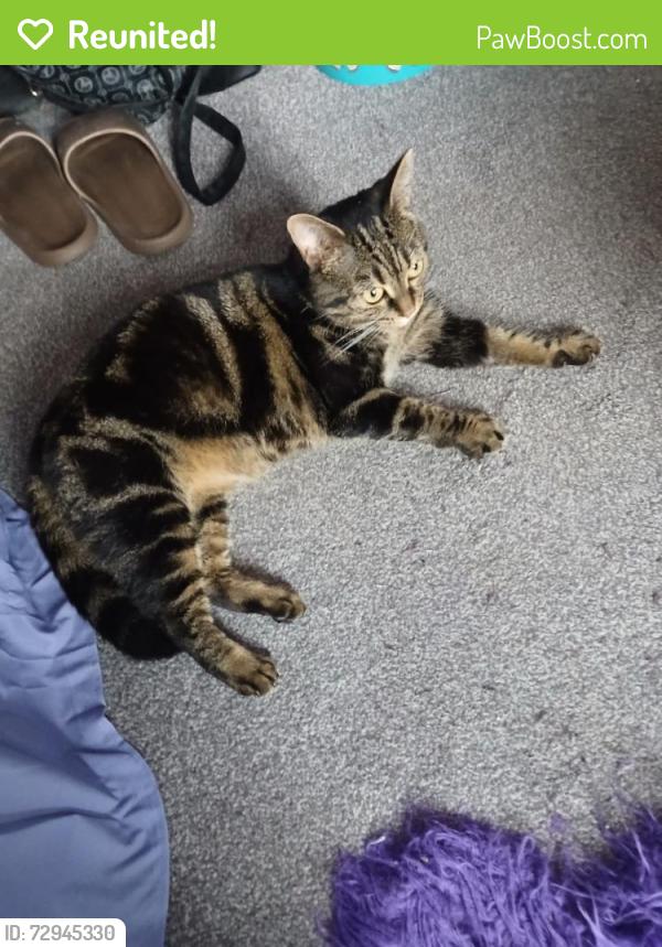 Reunited Female Cat last seen London road, stoke , Stoke-on-Trent, England ST4 5RN