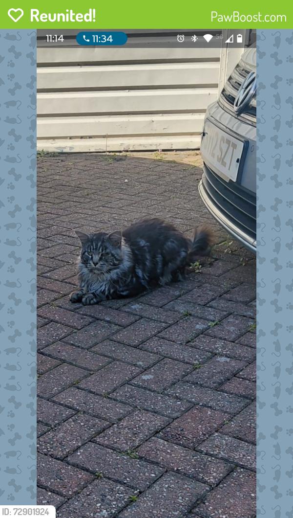 Reunited Unknown Cat last seen Lawnswood arms /  Hickory's , Adel, England LS16 7NZ