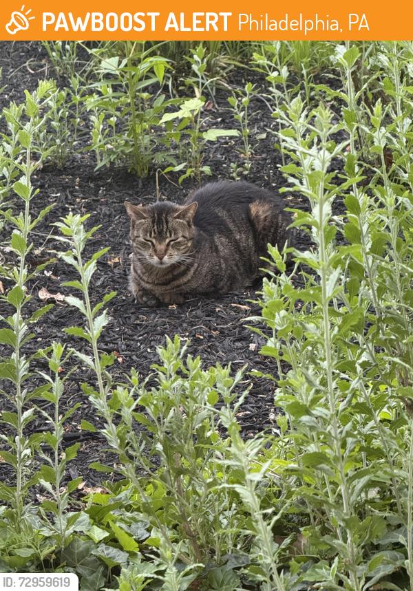 Found/Stray Female Cat last seen Rittenhouse St & Lincoln Dr, Philadelphia, PA 19144