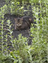 Found/Stray Female Cat last seen Rittenhouse St & Lincoln Dr, Philadelphia, PA 19144