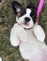 Reunited Female Dog last seen Near jackson rd hamilton ohio, Hamilton, OH 45011
